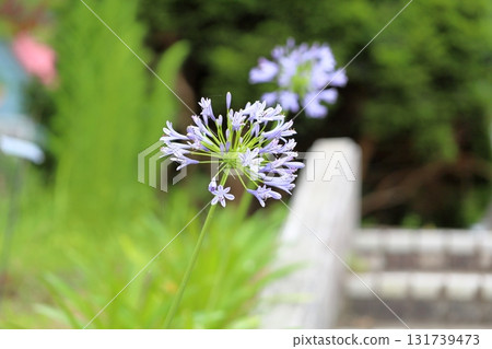 清爽的百子蓮花 131739473