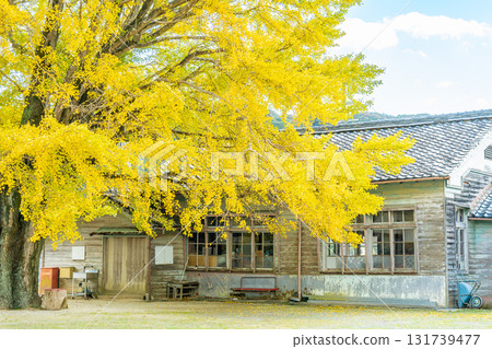 The golden ginkgo tree of Kawachi in Minamiise Town, Mie Prefecture 131739477
