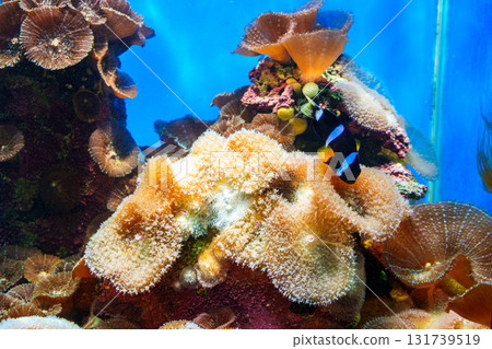 串本海洋公園水族館的魚類:珊瑚和海葵 串本海洋公園水族館的魚類:珊瑚和海葵 131739519
