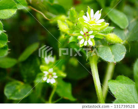 早春荒川河床上盛開的白色繁縷花 131739528