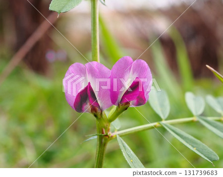 Pink crowfoot flowers blooming on the banks of the Arakawa River in spring 131739683