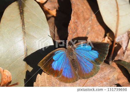 Murasaki Shijimi（女） 131739698