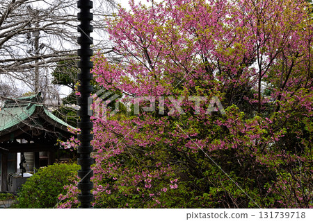 Akatsukayama Jorenji Temple main hall and Kawazu cherry blossoms Akatsukayama Jorenji Temple main hall and Kawazu cherry blossoms 131739718