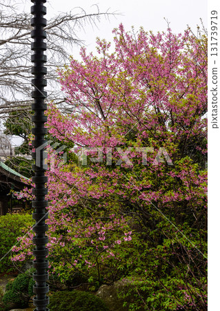 Akatsukayama Jorenji Temple main hall and Kawazu cherry blossoms Akatsukayama Jorenji Temple main hall and Kawazu cherry blossoms 131739719