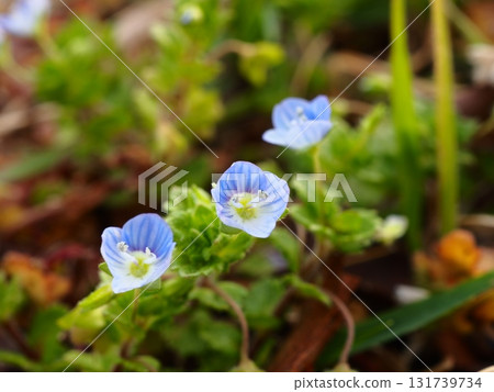 Blue flowers of Veronica persica blooming on the banks of the Arakawa River 131739734