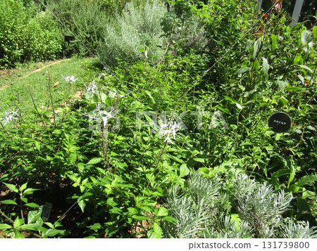 花卉博物館後花園裡的白色鈴蘭花 花卉博物館後花園裡的白色鈴蘭花 131739800