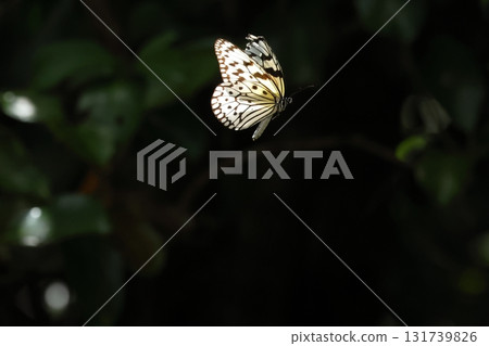 石垣島的森林裡，各種生物、昆蟲、大白蝶翩翩起舞。既然有毒，站在外面會不會比較安全？ 131739826