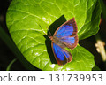 Murasaki Shijimi (male) 131739953