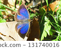 Murasaki Shijimi (male) 131740016