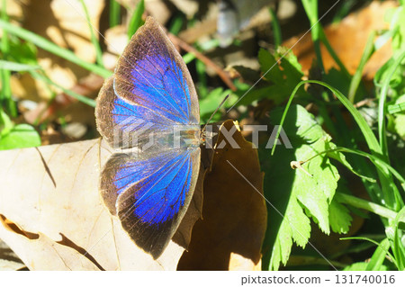 Murasaki Shijimi (male) 131740016