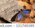 Purple swallow (female) 131740389