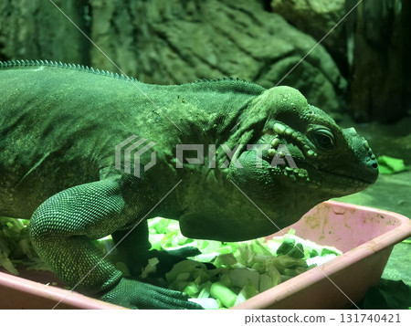 A colorful chameleon resting on a branch in its natural habitat 131740421