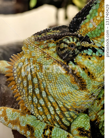 A colorful chameleon resting on a branch in its natural habitat 131740429