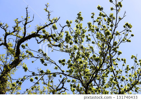 Tree Branch Silhouettes Against Clear Sky 131740433