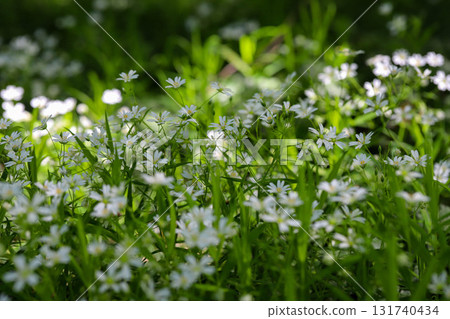 Field of White Wildflowers in Spring Bloom 131740434