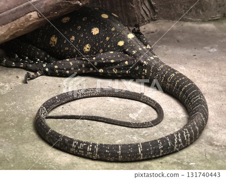 Exotic lizard hiding under shelter with distinctive patterns Exotic lizard hiding under shelter with distinctive patterns 131740443