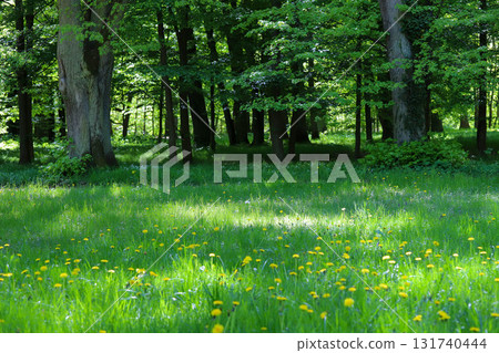 Peaceful Green Forest Path with Sunlight 131740444
