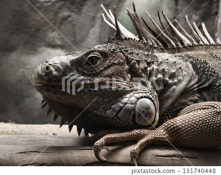 A colorful chameleon resting on a branch in its natural habitat A colorful chameleon resting on a branch in its natural habitat 131740448