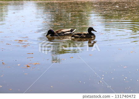 Wild Ducks Swimming on a Quiet Pond 131740472