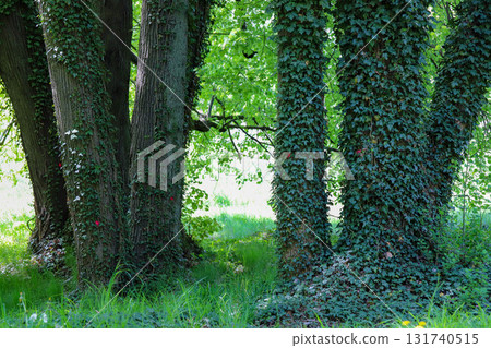 Sunlit Path Through Spring Forest Sunlit Path Through Spring Forest 131740515