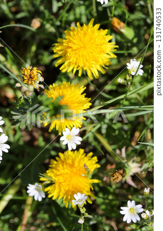 Field of White Wildflowers in Spring Bloom 131740533