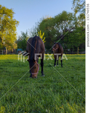 Grace and Power Horses in Natural Habitat Grace and Power Horses in Natural Habitat 131740556