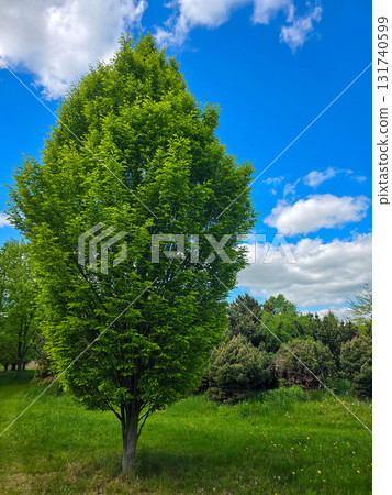 Sunlit Splendor Scenic Nature Landscape Sunlit Splendor Scenic Nature Landscape 131740599
