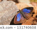 Purple swallow (female) 131740608