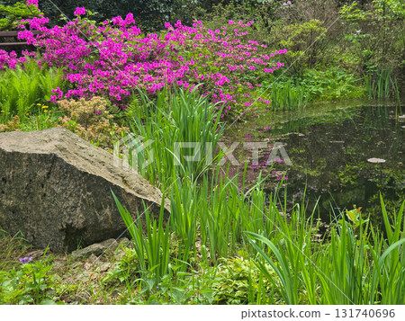 Blossoming Bushes and Trees Around a Picturesque Pond Blossoming Bushes and Trees Around a Picturesque Pond 131740696