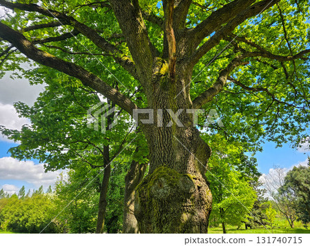 Majestic Tree with Lush Canopy Symbol of Nature's Power and Harmony 131740715