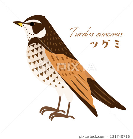 簡單可愛的畫眉鳥(野鳥/冬鳥)插圖素材 簡單可愛的畫眉鳥(野鳥/冬鳥)插圖素材 131740716