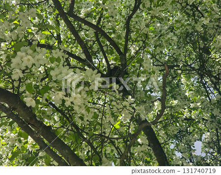 Spring Kaleidoscope Blooming Trees in Botanical Garden 131740719