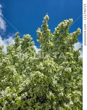 Spring Kaleidoscope Blooming Trees in Botanical Garden Spring Kaleidoscope Blooming Trees in Botanical Garden 131740725