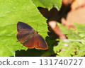Purple swallow (male) 131740727