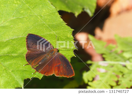 Purple swallow (male) 131740727
