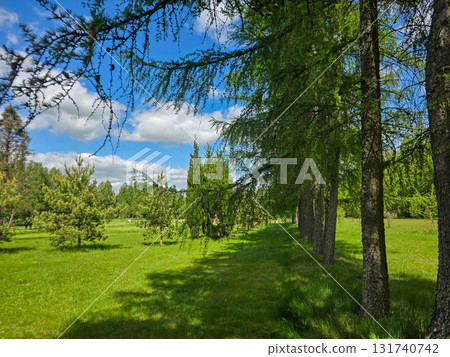 Woodland Tapestry Trees and Shrubs in Natural Forest Landscape Woodland Tapestry Trees and Shrubs in Natural Forest Landscape 131740742