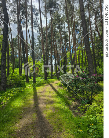 Woodland Tapestry Trees and Shrubs in Natural Forest Landscape 131740750