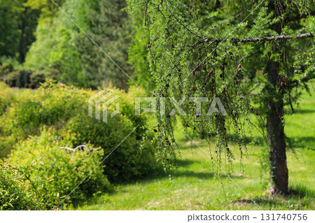 Woodland Tapestry Trees and Shrubs in Natural Forest Landscape Woodland Tapestry Trees and Shrubs in Natural Forest Landscape 131740756