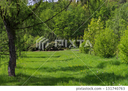Woodland Tapestry Trees and Shrubs in Natural Forest Landscape Woodland Tapestry Trees and Shrubs in Natural Forest Landscape 131740763