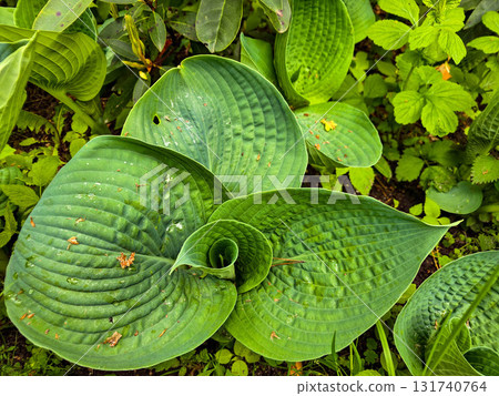 Garden Hosta Plant Elegant Beauty of Shade Garden Garden Hosta Plant Elegant Beauty of Shade Garden 131740764