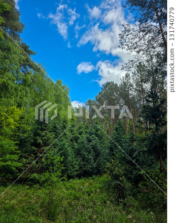 Emerald Bloom of Spring Forest Nature s Reawakening Emerald Bloom of Spring Forest Nature s Reawakening 131740779