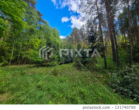 Emerald Bloom of Spring Forest Nature s Reawakening 131740780