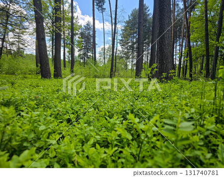 Emerald Bloom of Spring Forest Nature s Reawakening Emerald Bloom of Spring Forest Nature s Reawakening 131740781
