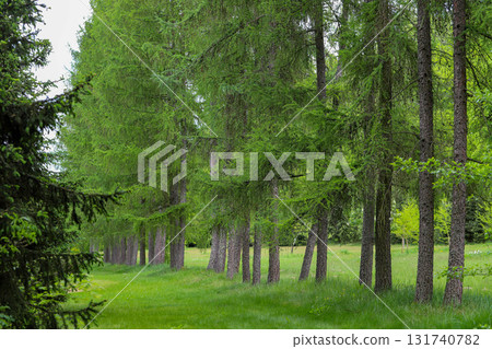 Emerald Bloom of Spring Forest Nature s Reawakening Emerald Bloom of Spring Forest Nature s Reawakening 131740782