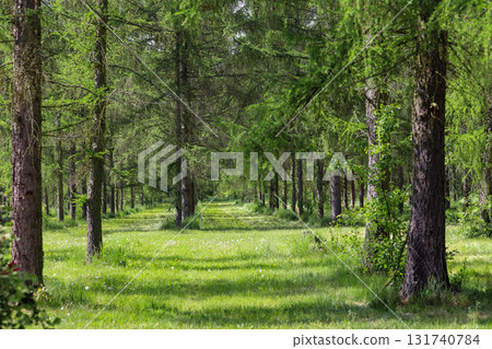 Emerald Bloom of Spring Forest Nature s Reawakening Emerald Bloom of Spring Forest Nature s Reawakening 131740784