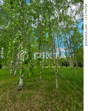 Sunlit Birches of Botanical Garden Where Nature Meets Science Sunlit Birches of Botanical Garden Where Nature Meets Science 131740794