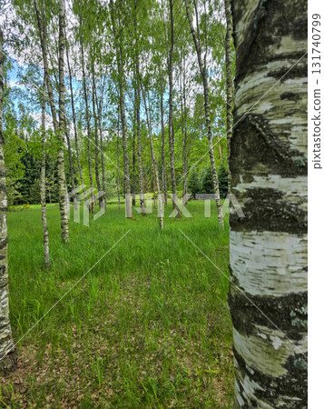 Sunlit Birches of Botanical Garden Where Nature Meets Science Sunlit Birches of Botanical Garden Where Nature Meets Science 131740799