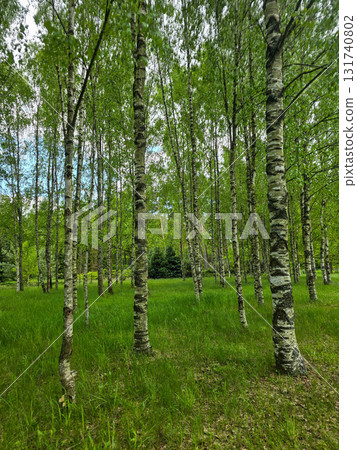 Sunlit Birches of Botanical Garden Where Nature Meets Science 131740802