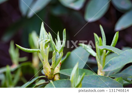 Spring Awakening Delicate First Flowers Blooming in Sunlight 131740814