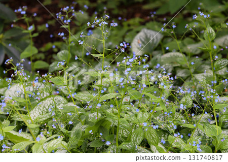 Spring Awakening Delicate First Flowers Blooming in Sunlight Spring Awakening Delicate First Flowers Blooming in Sunlight 131740817